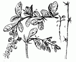 Sskaborbolya