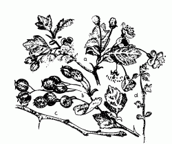 Cseregalagonya