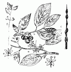 Varjtvis benge