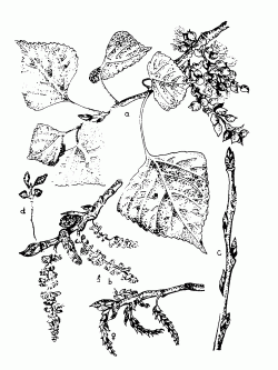 Feketenyr