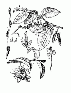 Gyertyn
