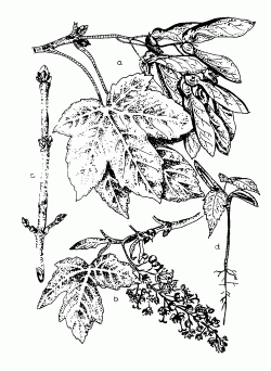 Hegyi juhar