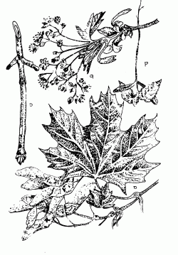 Korai juhar