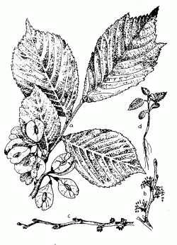 Hegyiszil