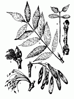 Magaskris
