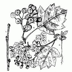 Barkca berkenye 