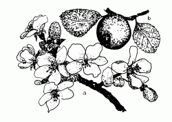 Vadalma