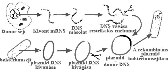 gnklnozs s -msols