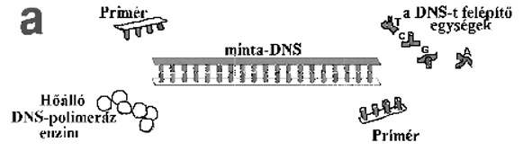 PCR - 1