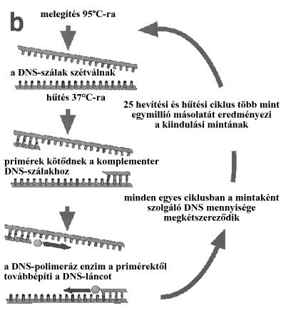 PCR - 2