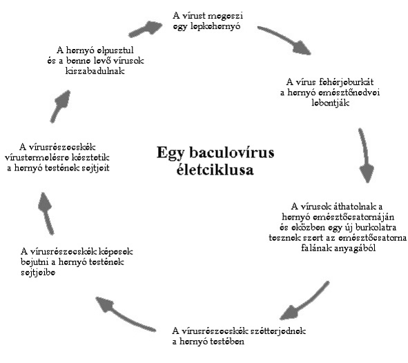 baculovrus letciklusa