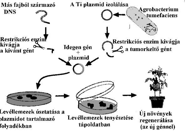 Agrobacterium mint vektor