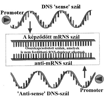 Az anti-sense technolgia elve