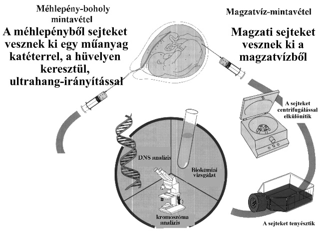 terhessg alatti szrsi mdszerek