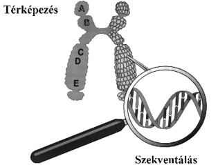 gntrkpezs s szekventls