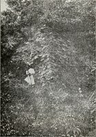 Rszlet a kvri vrbl 1898-ban.