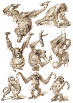 Az orangutn (1-5) s a gibbon (6-8) testllsai.