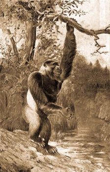 A kznsges gorilla (Gorilla Gorilla Wyman). Elliot "Review of Primates"  cm knyvbl.