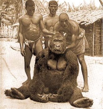 Gorilla Jaundbl (Kamerun). Az elejt H. Paschen felvtele utn. A kitmtt pldny Rotschild tringi mzeumban lthat. Krlbell 250 kg. sly s 2 mternl magasabb volt.