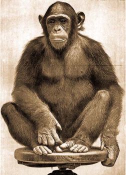 A gambiai csimpnz (Pan chimpanse Meyer). Elliot "Review of Primates" cm knyvbl.