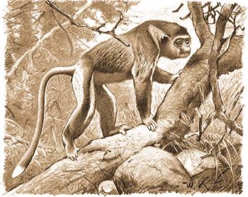 Piszeorr majom (Rhinopithecus roxellanae A. M. E.).