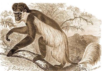 Fehrzszls majom (Colobus caudatus Thos.).