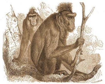 stks pvin (Cynopithecus niger Desm.).