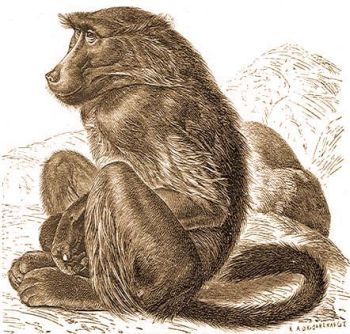 A medvepvin vagy tsakma (Papio porcarius Bodd.).