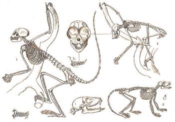 1. A srga mkusmajom (Saimiri scierus L.), 2. hamvas maki (Lemur mongoz L.), 3. a karcs lri (Loris tardigradus L.) csontvza.