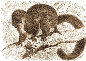 Hamvas maki (Lemur mongoz L.).