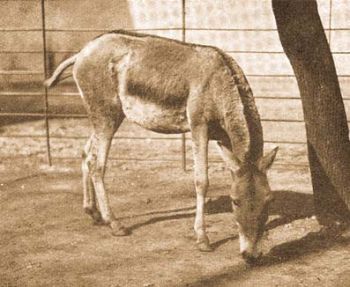 Kuln (Equus hemionus Pall.).