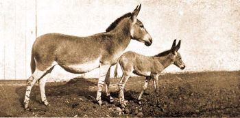 Szomli vadszamr (Equus asinus somaliensis Noack.).