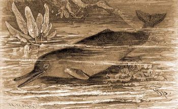 Gangeszi csrs delfin (