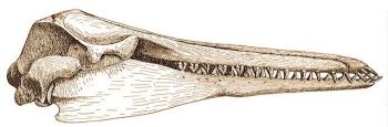Squalodon bariensis Jonrd. rekonstrult koponyja.
