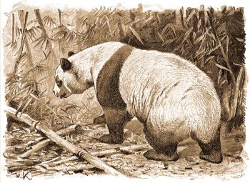 Bambusz medve (