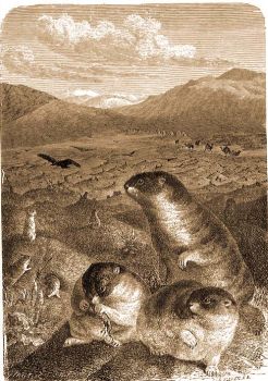 Szibriai marmota (