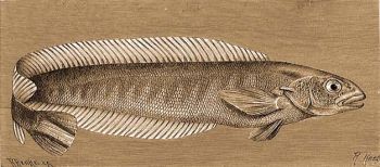 Lgysugaras hal (