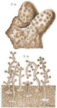 Millepora nodosa Esper. 2a. A telep egyik darabja behzdott polypocskkkal (b), krlll egy falpolypocskt (a) ersen nagytva 