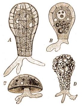 Quadrula symmetrica F. E. Sch., B) Hyalosphaeria lata F. E. Sch., C) Arcella vulgaris Ehrbg., D) Difflugia pyriformis Perty
