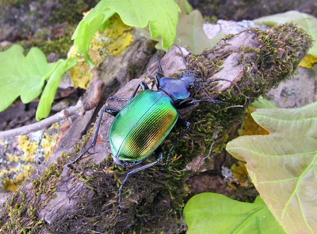 Aranyos bábrabló - védett faj, 5.000 Ft/egyed