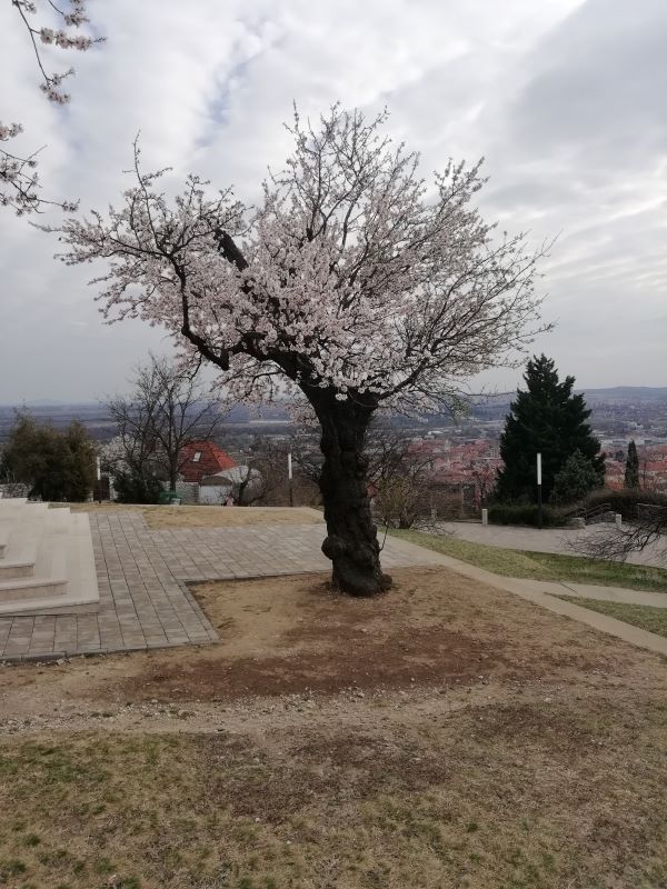 Havi-hegyi Mandulafa - Év Fája 2018, Európai Év fája 2019.