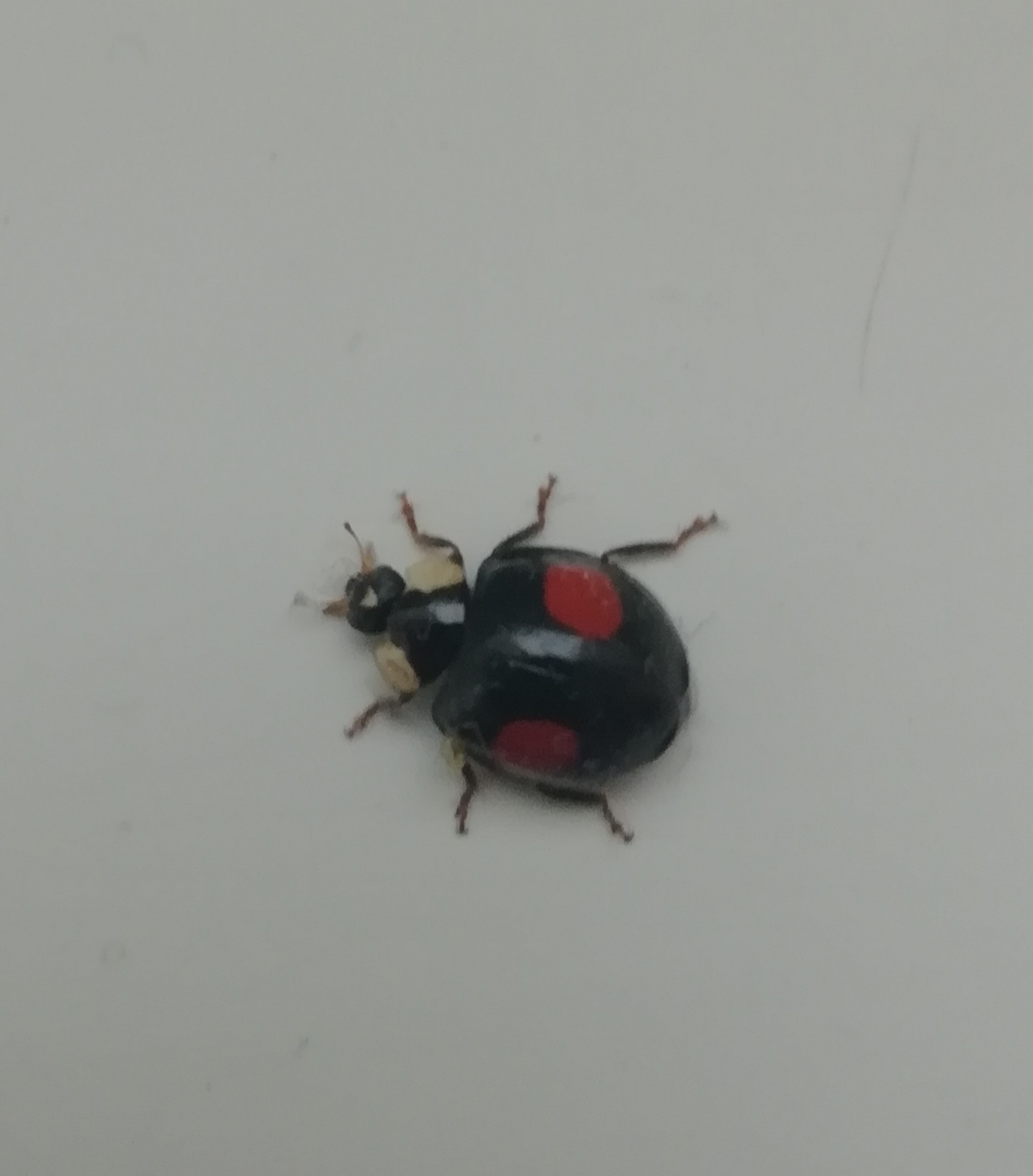 Harlekinkatica kétfoltos (f. conspicua) - inváziós faj