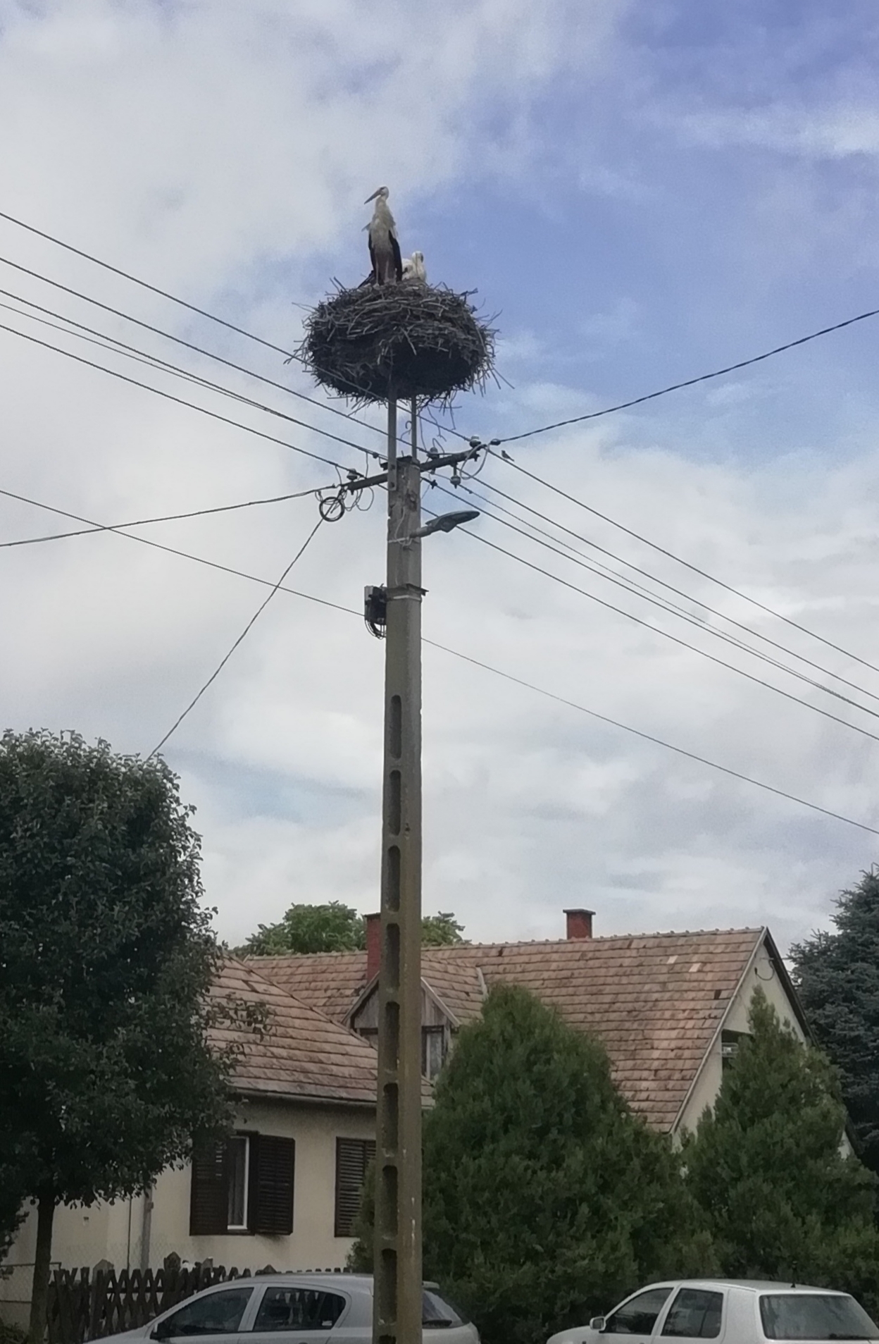 Fehér gólya - fokozottan védett, 100.000 Ft/egyed