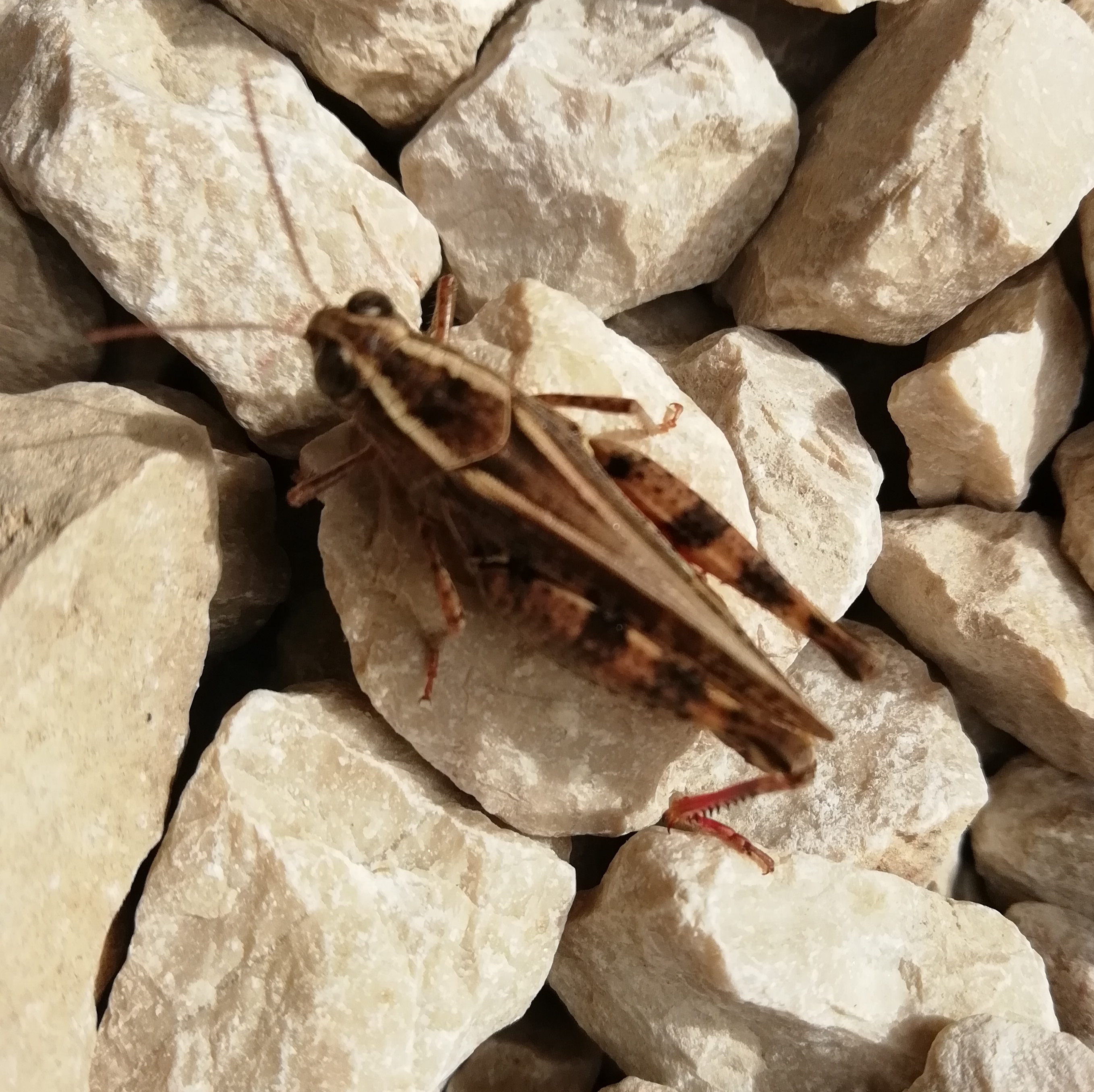 Olaszsáska, nőstény - nem védett faj 