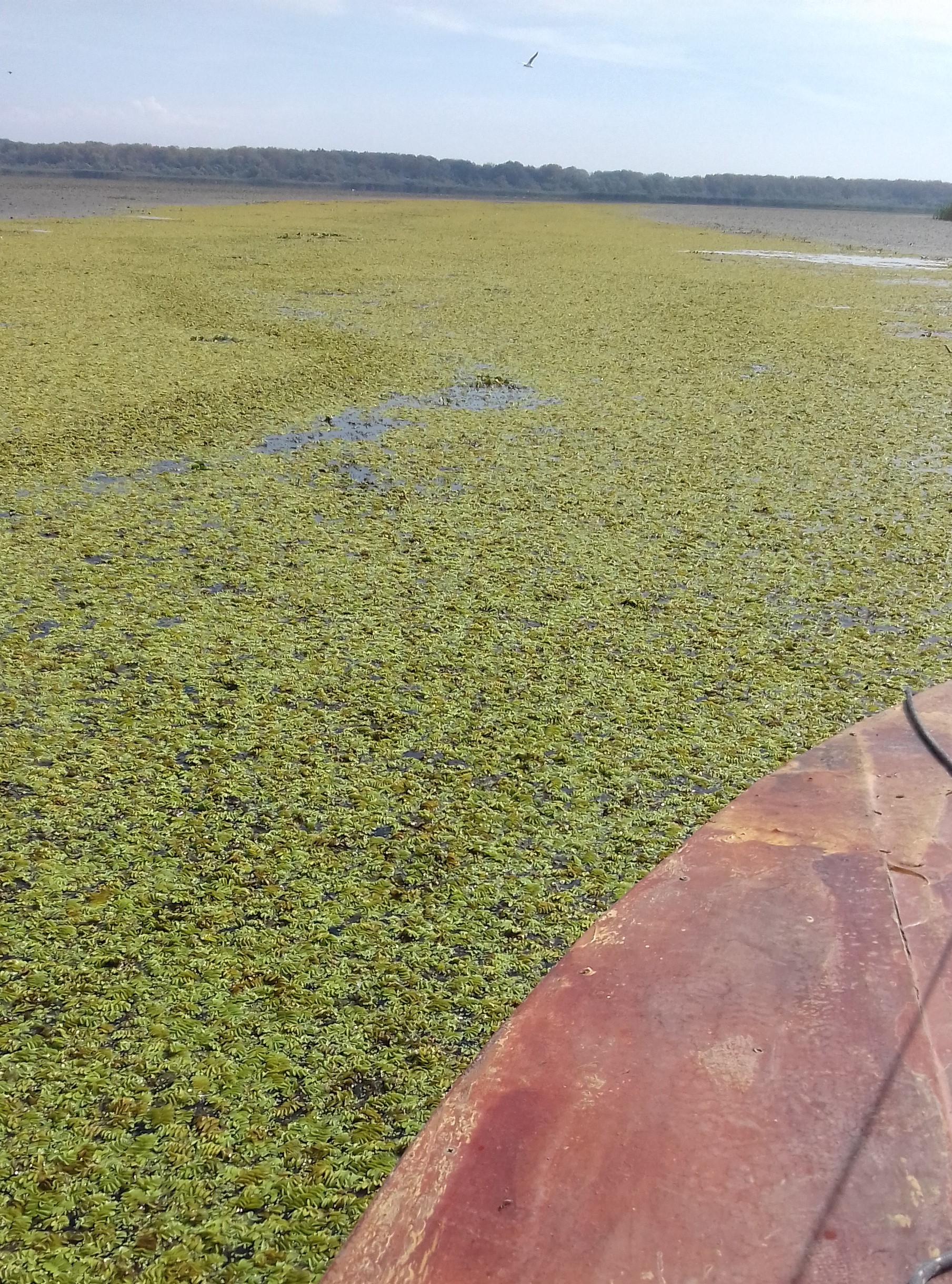 Tisza-tavi "csónakösvény"