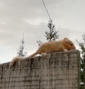 mogyoros-pele.jpg