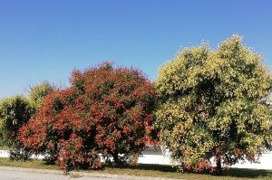 csorgofa--2-.jpg