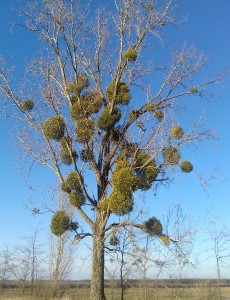 20170223_160329-2.jpg