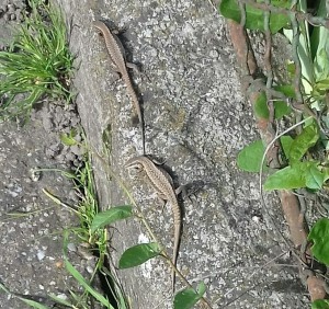 20170426_164654-1-5.jpg