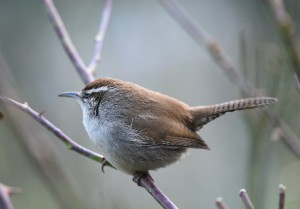 bird-5941432_1920.jpg